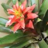 Aechmea Bromeliads