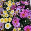Argyranthemum Mixed