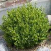 Buxus Faulkner