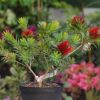 Callistemon Citrinus Little John