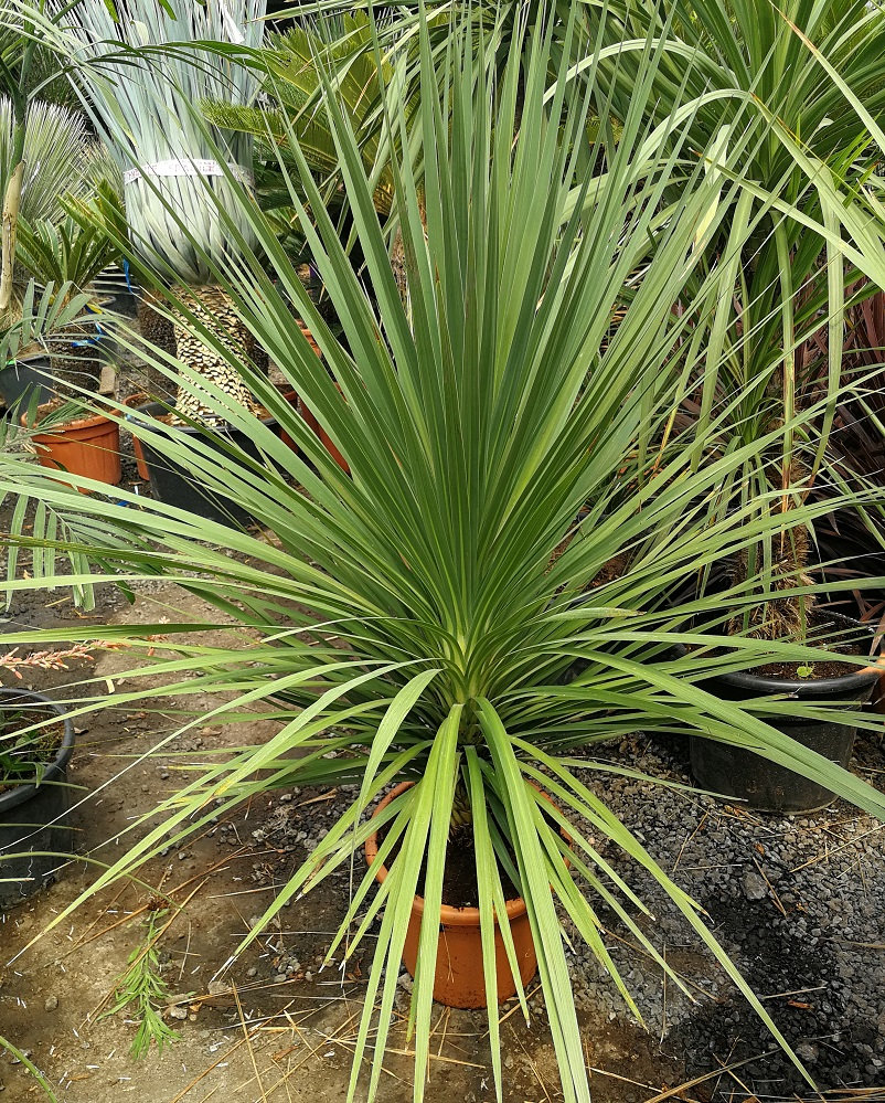 CORDYLINE AUSTRALIS PickMe Nursery and Landscaping