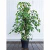 Ficus Benjamina Bush