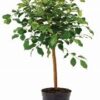 Ficus Millenium Patio Topiary Standards