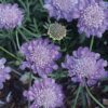Scabiosa Columbaria