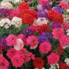 Verbena Mixed