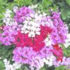 Pelargoniums Peltatum Mixed