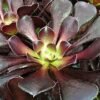 Aeonium Arboreum Zwartkop