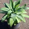Agave Attenuata