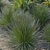 Agave Geminiflora