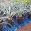 Agave Vilmoriniana (Octopus)
