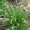 Anthericum Saundersii
