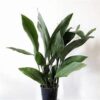 Aspidistra Elatior