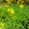 Bulbine Abyssinica