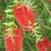 Callistemon Endeavour