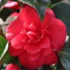 Camelia Japonica Standard
