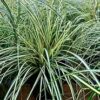 Carex Honeybird