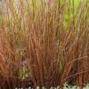 Carex Buchanani Red Rooster