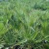 Chamaerops Humilis Palm