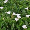 Falkia Repens