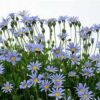 Felicia Amelloides
