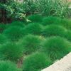 Festuca Blue/Green Glauca