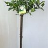 Gardenia Augusta Standard