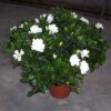 Gardenia Belmont