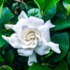 Gardenia Augusta