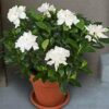 Gardenia Dwarf Radicans
