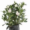 Gardenia Profilic Blooms