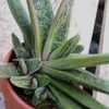 Gasteria Acinacifolia