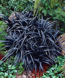Ophiopogon Black Dragon – Pick-Me Nursery and Landscaping
