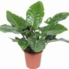 Philodendron Imperial Green