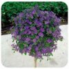 Solanum Rantonetii Standard Topiary