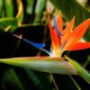 Strelitzia Reginae