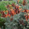 Salvia Africana Lutea