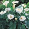 Zantedeschia Aethiopica White