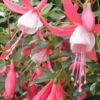 Fuchsia Bella