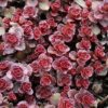 Sedum Spurium Rubra