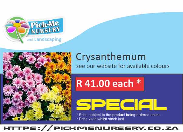20241030 - Crysanthemum - R41.00