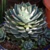 Agave Kichijokan