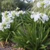 Agapanthus Bingo White