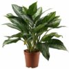 Aglaonema Pattaya Beauty