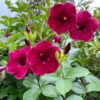 Allamanda Blanchetti Purple