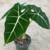 Alocasia Frydek