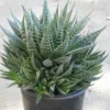 Aloe Aristata