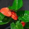 Anthurium 14cm
