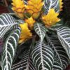 Aphelandra