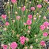 Armeria Ballerina