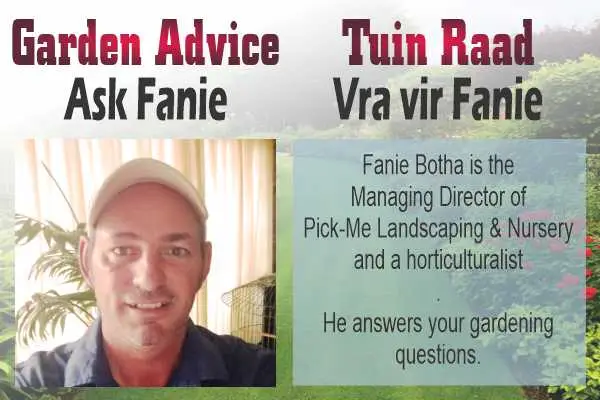 Ask Fanie Vra vir Fanie